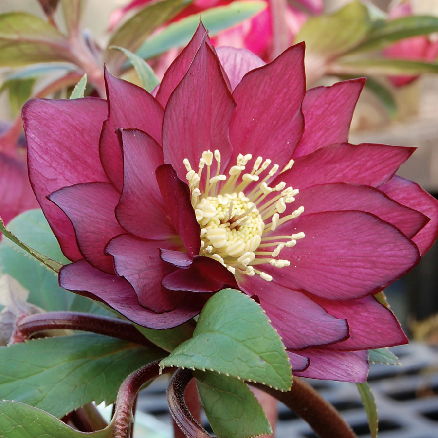 10 Shade Plants That LOVE Shade Bees and Roses