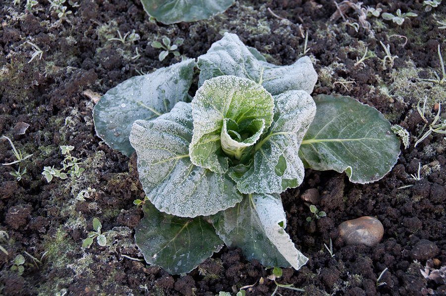 10 Cold Hardy Vegetables That Can Handle A Snowstorm Bees and Roses
