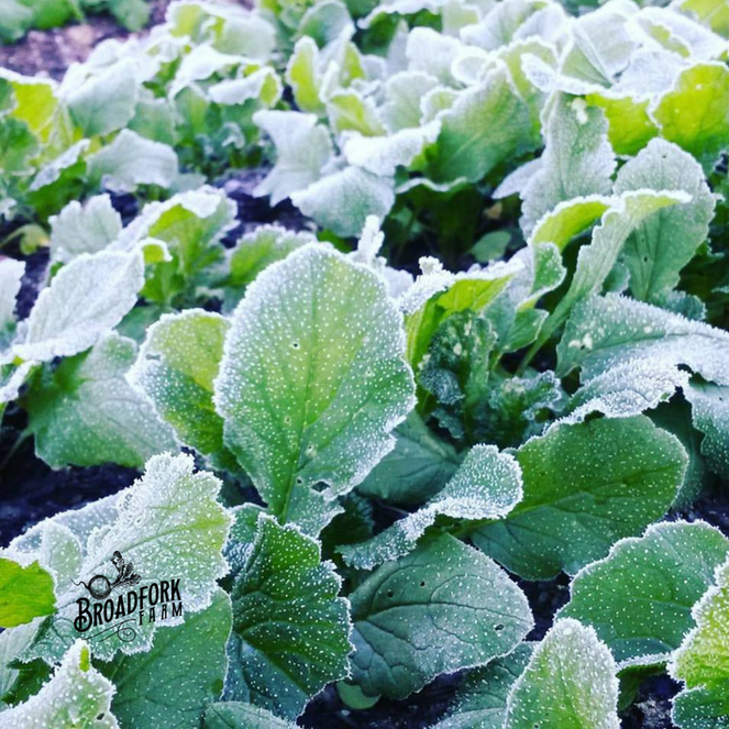10 Cold Hardy Vegetables That Can Handle A Snowstorm Bees and Roses