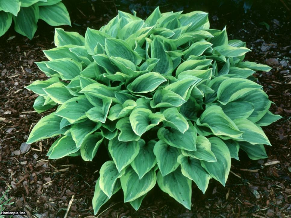 10 Beauitful Shade Hosta Garden Ideas Bees and Roses
