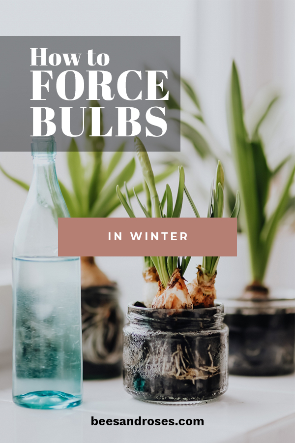 How to Force Bulbs In Winter Bees and Roses