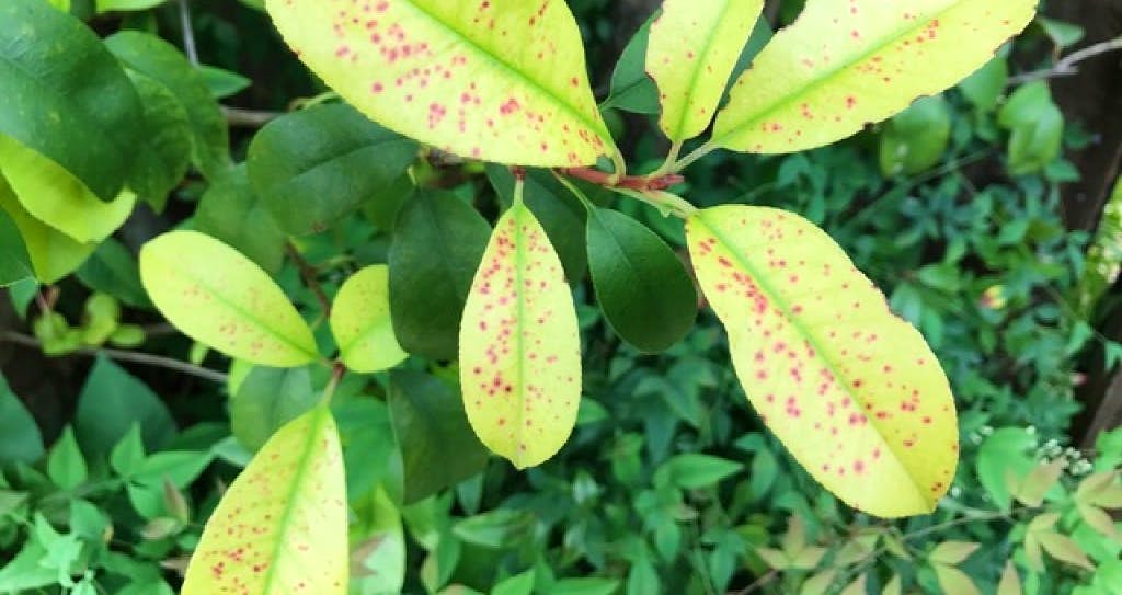 Why You Should Kill Your Plants Bees and Roses