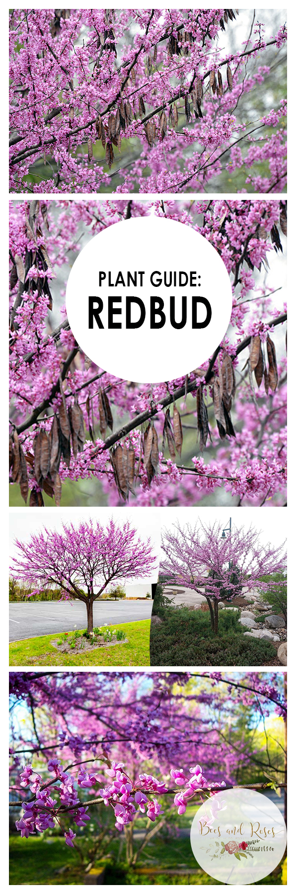 Plant Guide Redbud Tree Bees and Roses