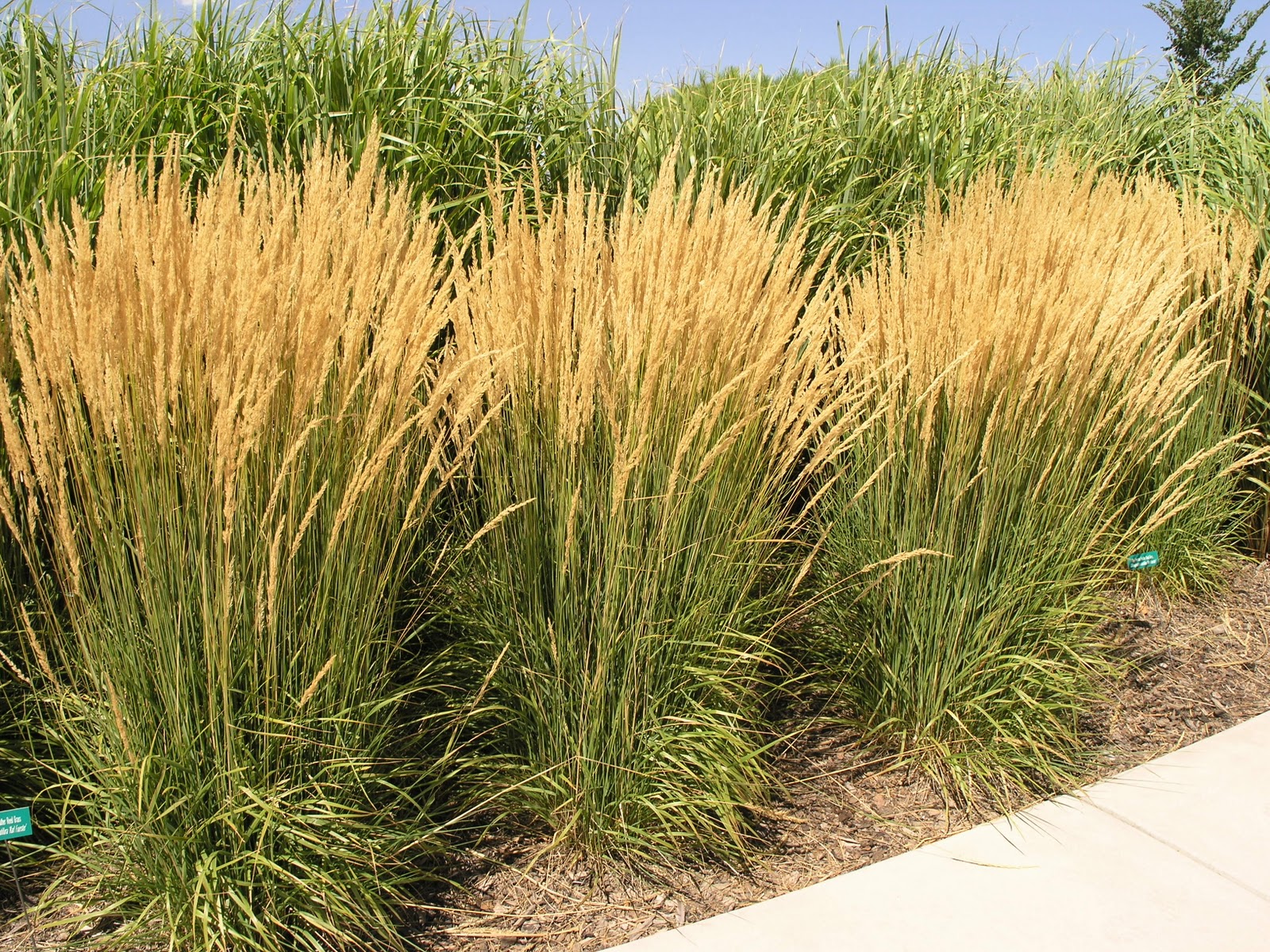 How to Divide Ornamental Grasses Bees and Roses