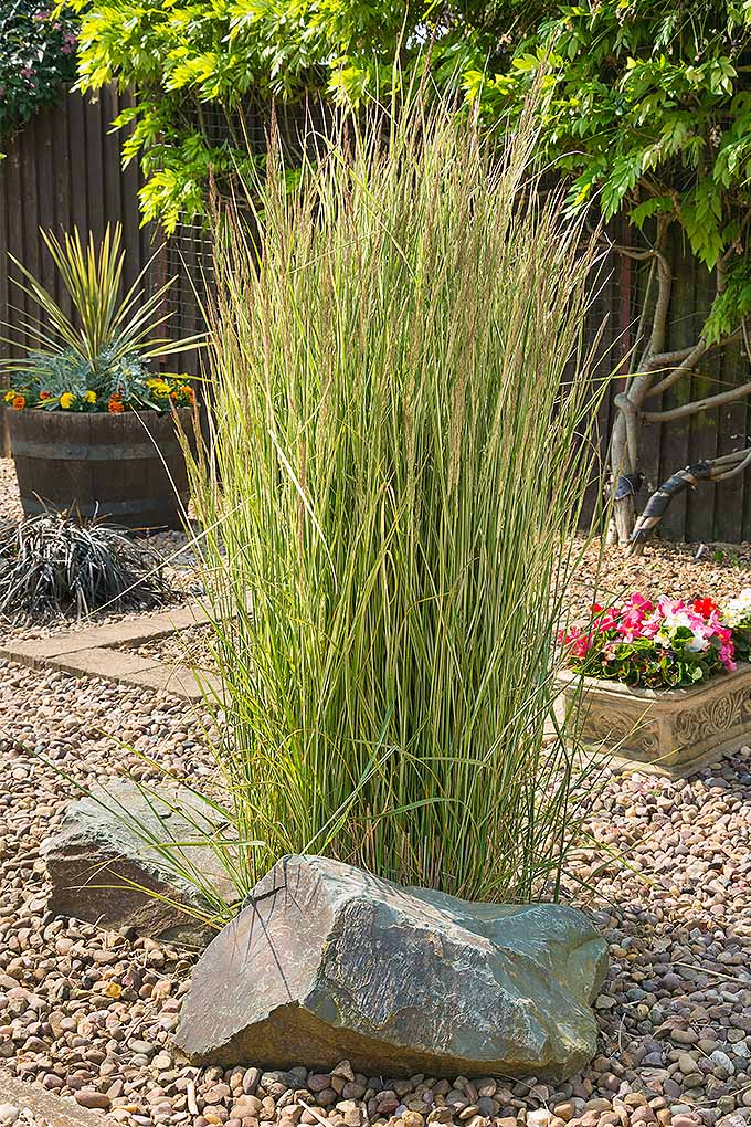 How to Divide Ornamental Grasses Bees and Roses