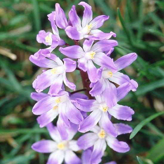 10 Bulbs That Deer HATE Bees and Roses