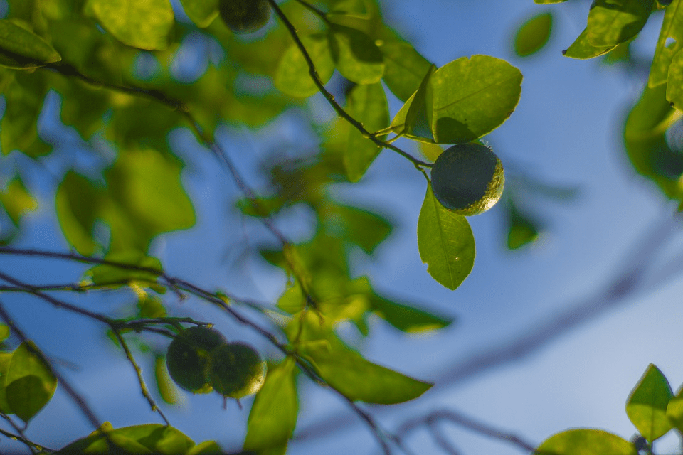 Calamansi Planting A StepByStep Guide on How to Grow It Bees and