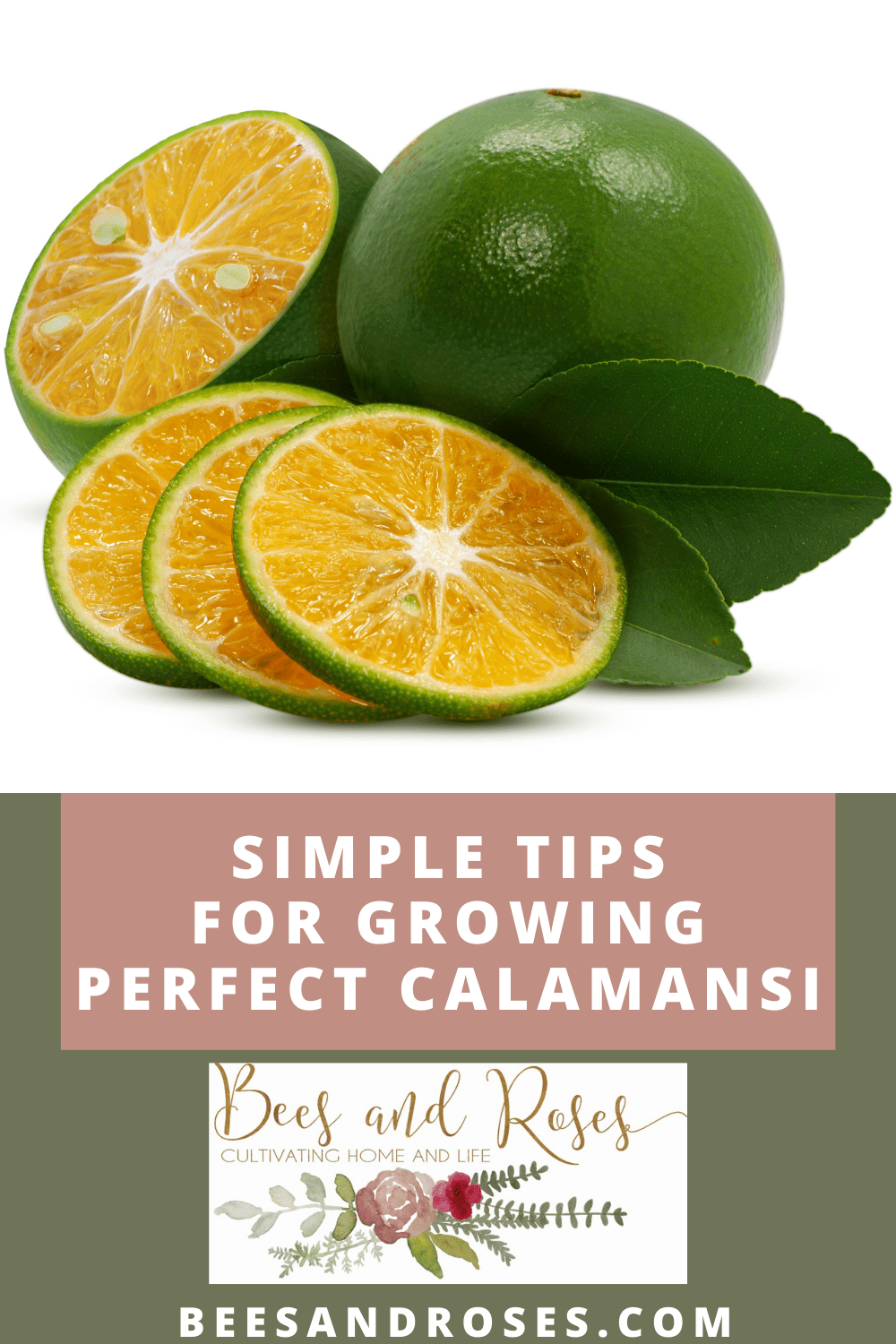 Calamansi Planting A StepByStep Guide on How to Grow It Bees and
