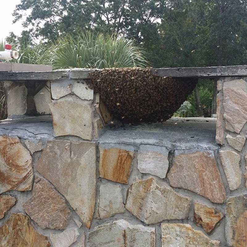 Orlando's Trusted Bee Removal Professionals Bee Serious LLC
