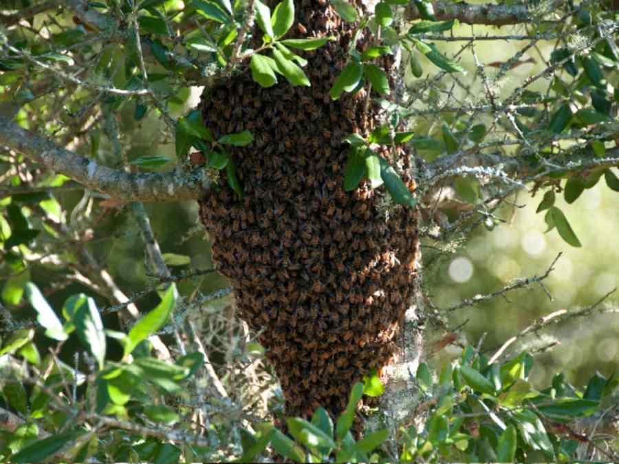 Decoding Beekeeping Laws A Comprehensive Overview by Zip Code