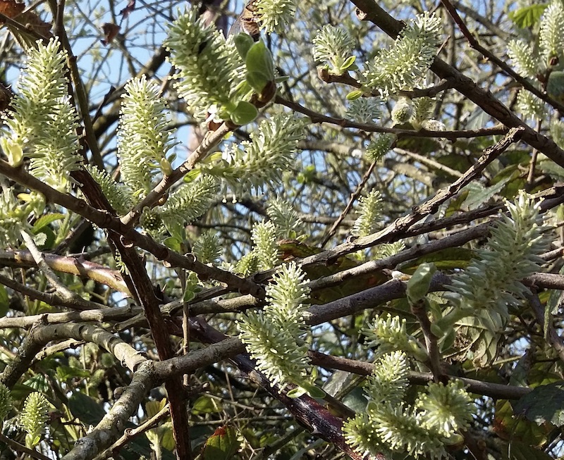 Bee Trees Willow Beespoke Info