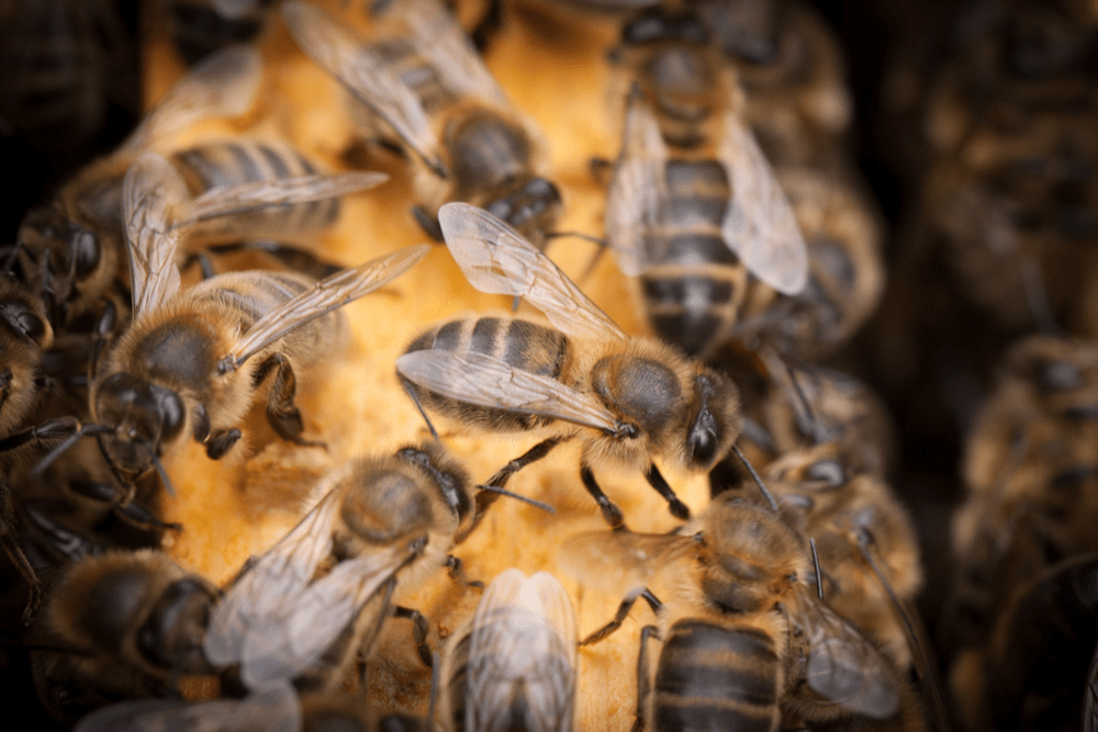 Native Irish Bees Beespoke Info