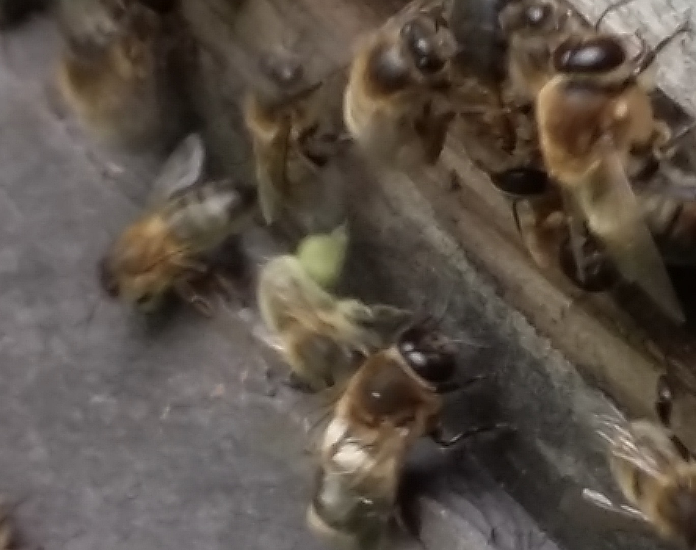 Green pollen? Beespoke Info