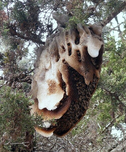 Bee Removal Cost Affordable Bee Removal Service