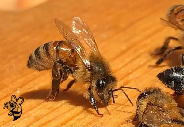 Ft Myers Bee Removal CALL NOW (239)3105210 For a Free Quote