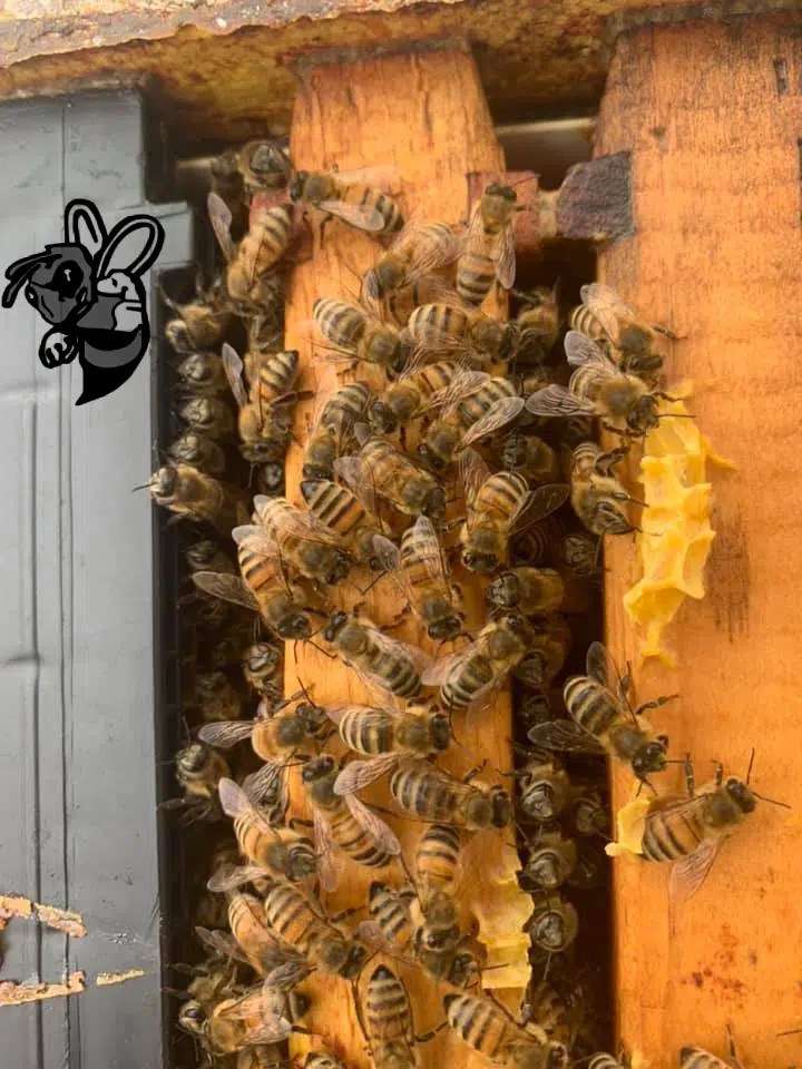 Bee Removal Jupiter Florida Free Bee Removal Service Quote