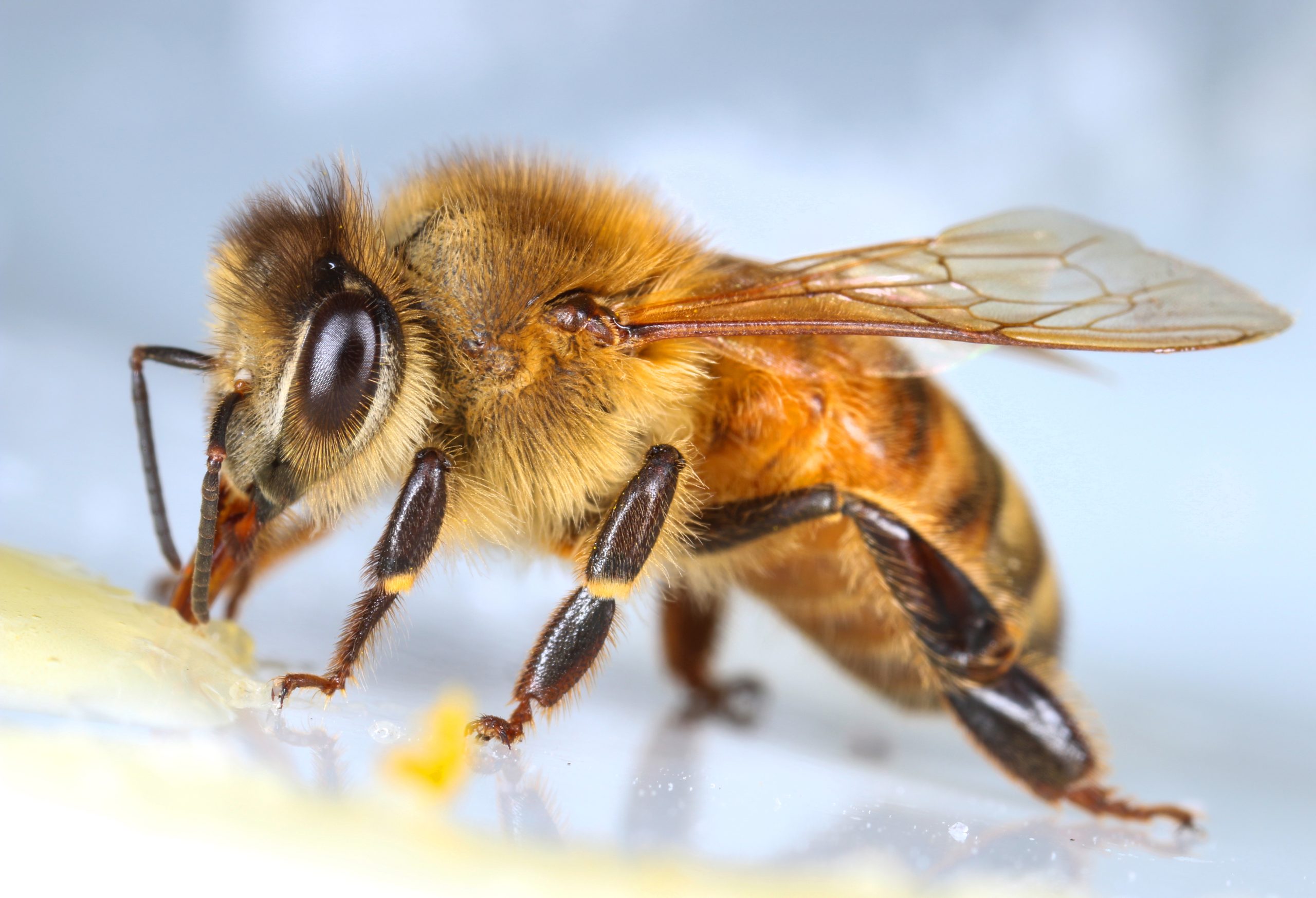 Are Bees Insects? Find Out If Bees Are Insects, Bugs Or Flies