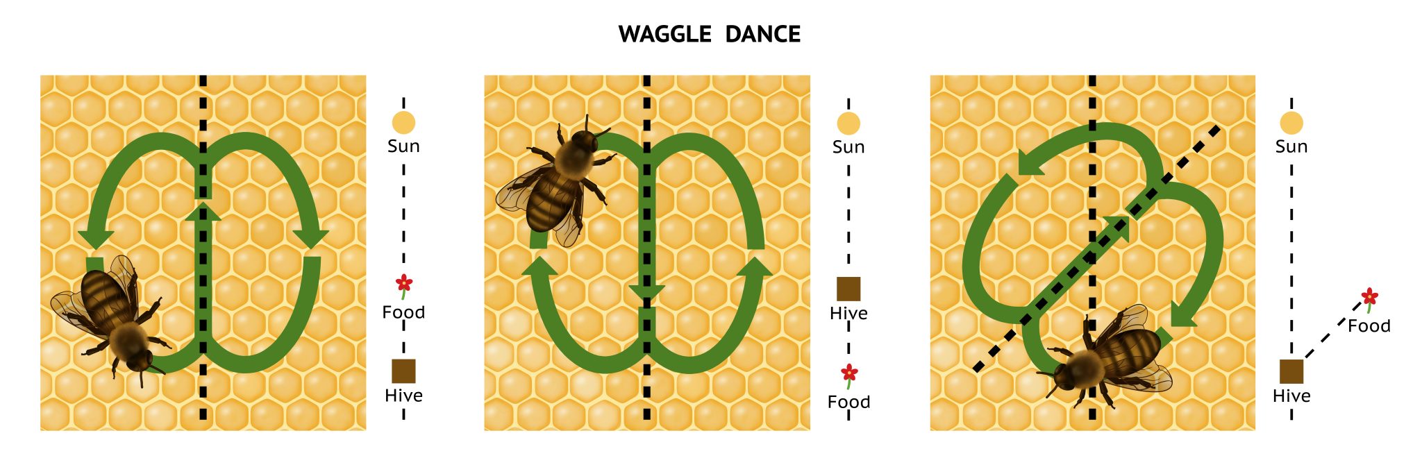 How Do Bees Communicate? Primary Communication Methods Explained