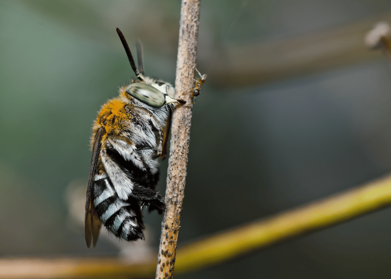 Bluebanded Bees Everything You Need To Know BeesWiki