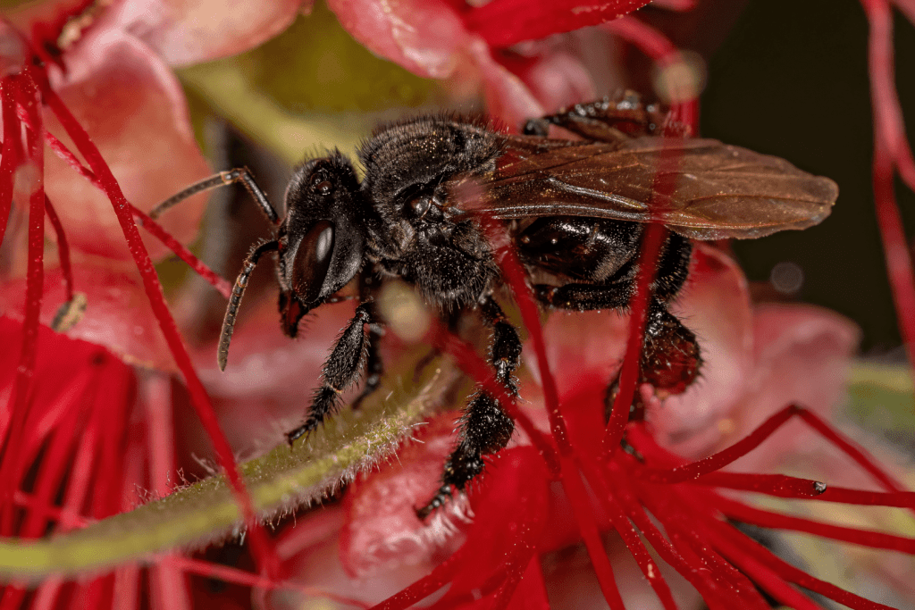 What Is A Stingless Bee? Here's What You Need To Know