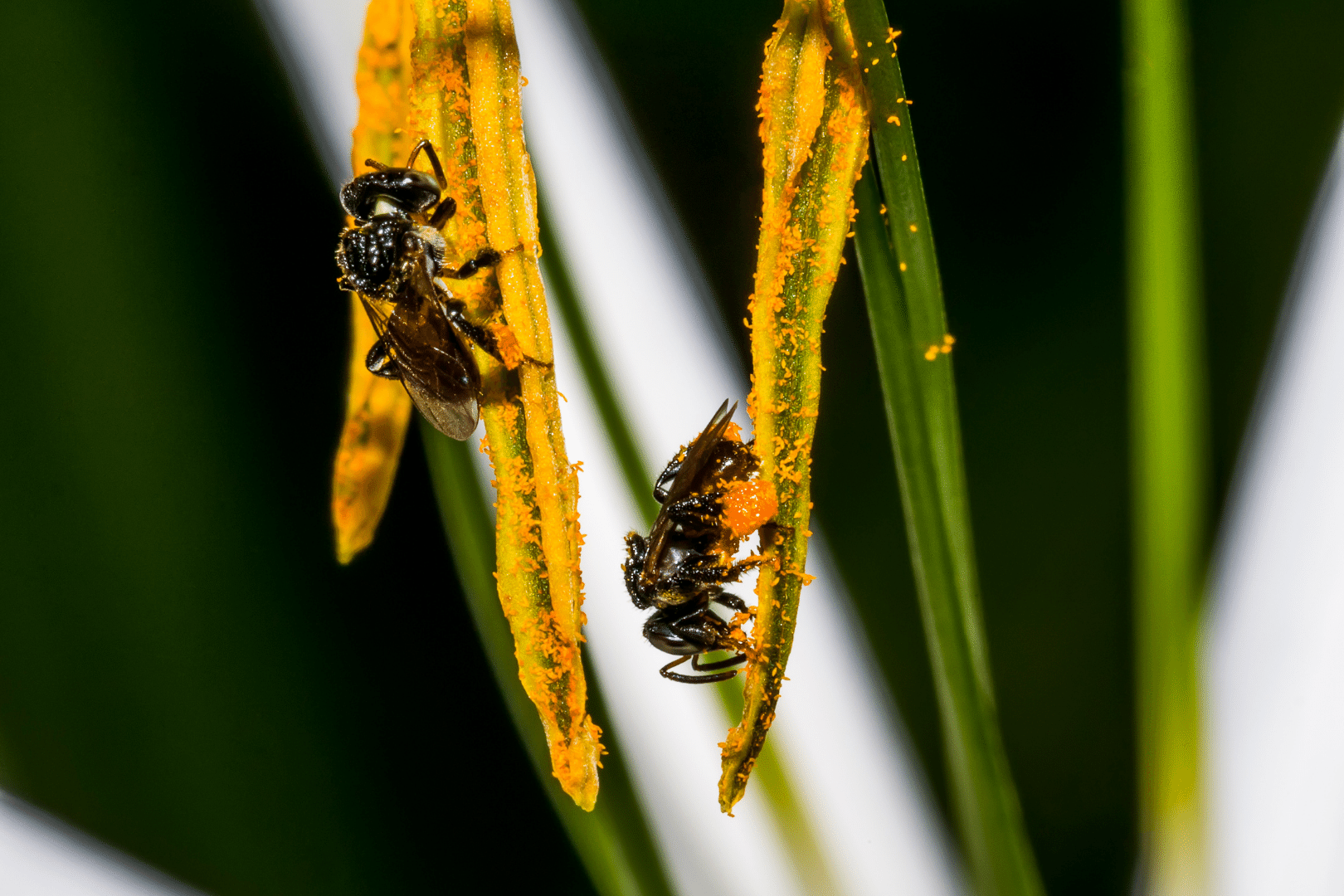 What Is A Stingless Bee? Here's What You Need To Know