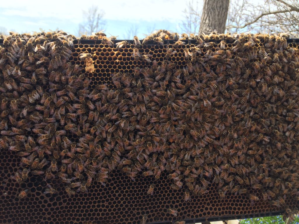 Apartment beehive Indoor Beehive