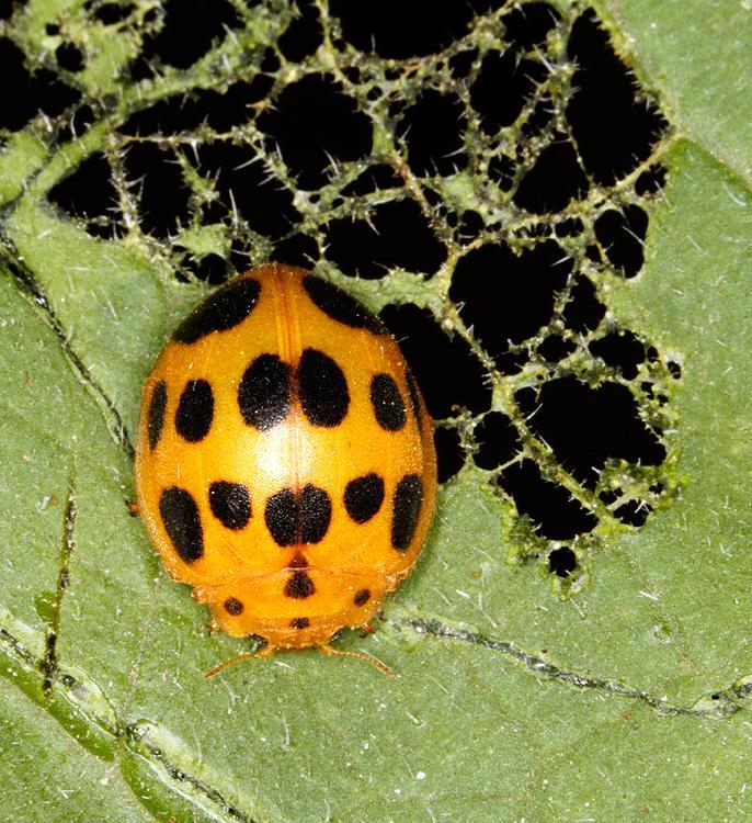 Squash Lady Beetle Identification, Life Cycle, Facts & Pictures