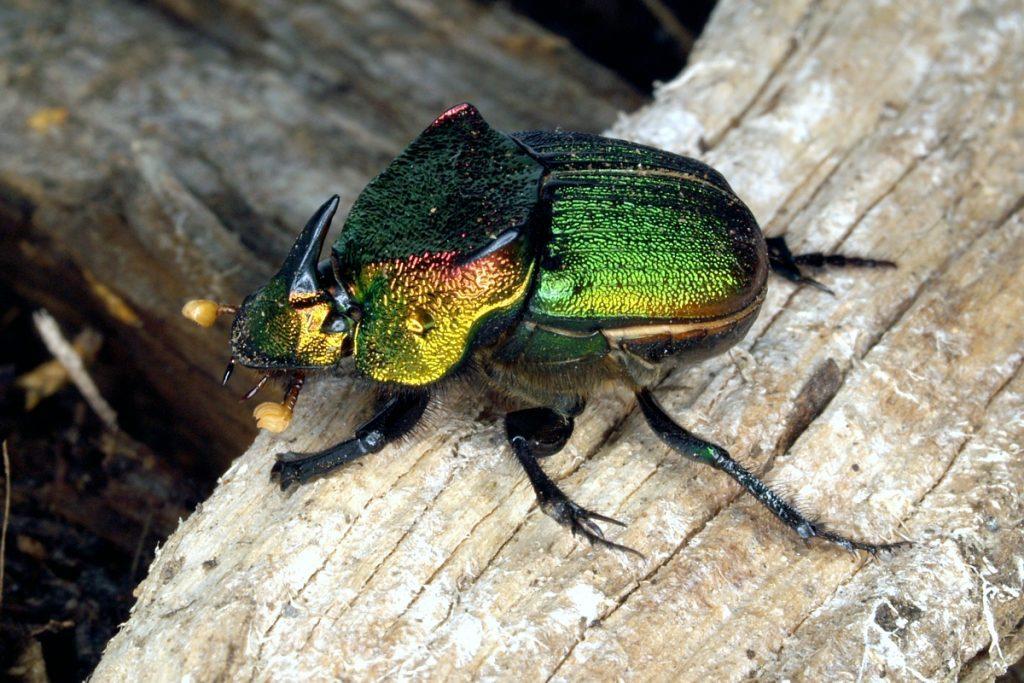 Rainbow Scarab Beetle Identification, Life Cycle, Facts & Pictures