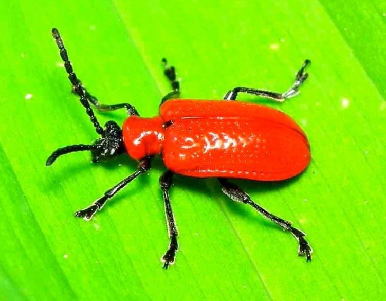 Red Lily Beetle Identification, Life Cycle, Facts & Pictures