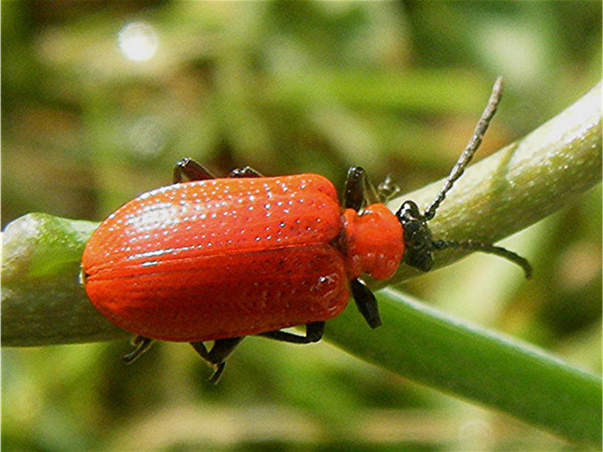 Red Lily Beetle Identification, Life Cycle, Facts & Pictures