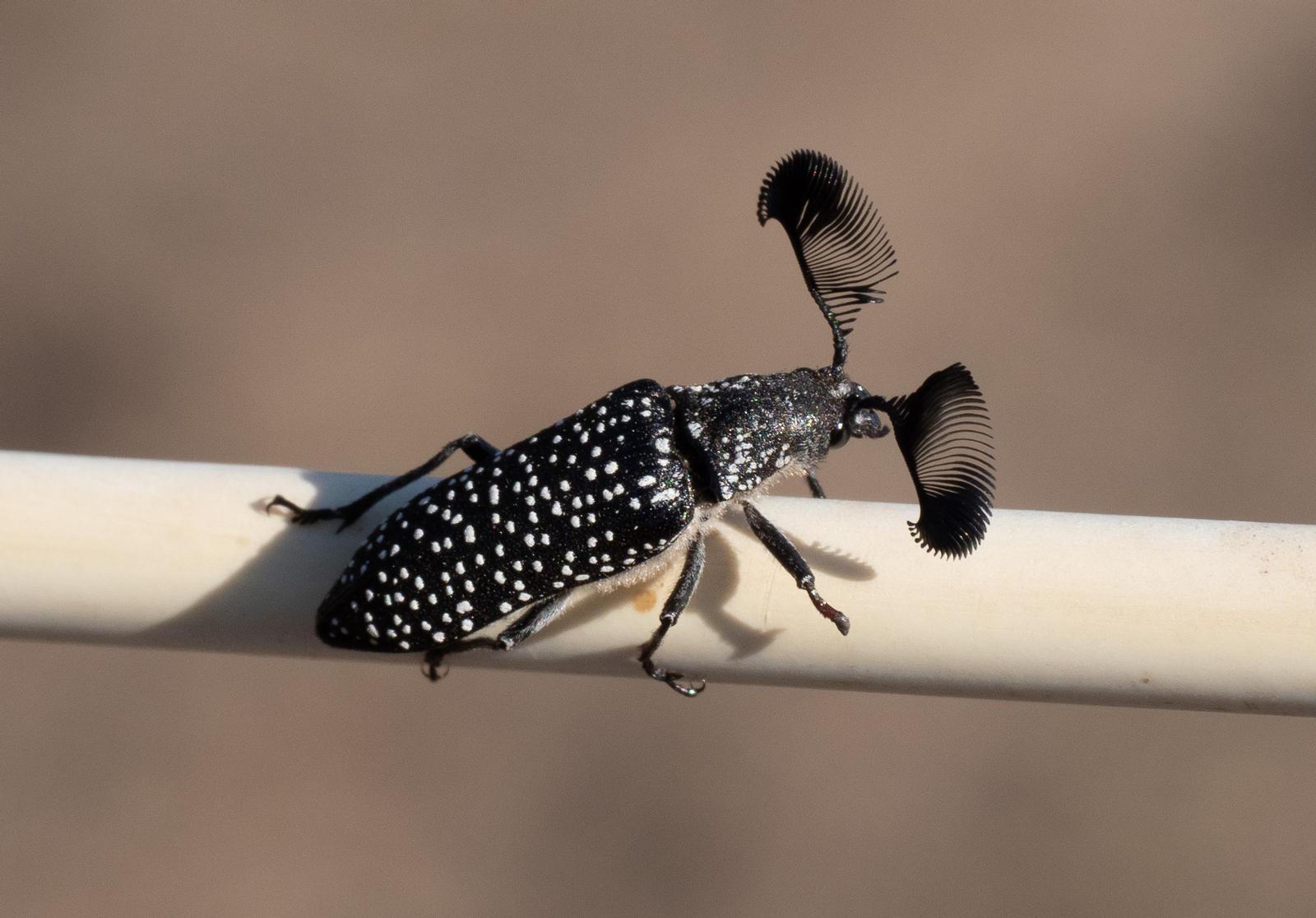 Featherhorned Beetle Identification, Life Cycle, Facts & Pictures