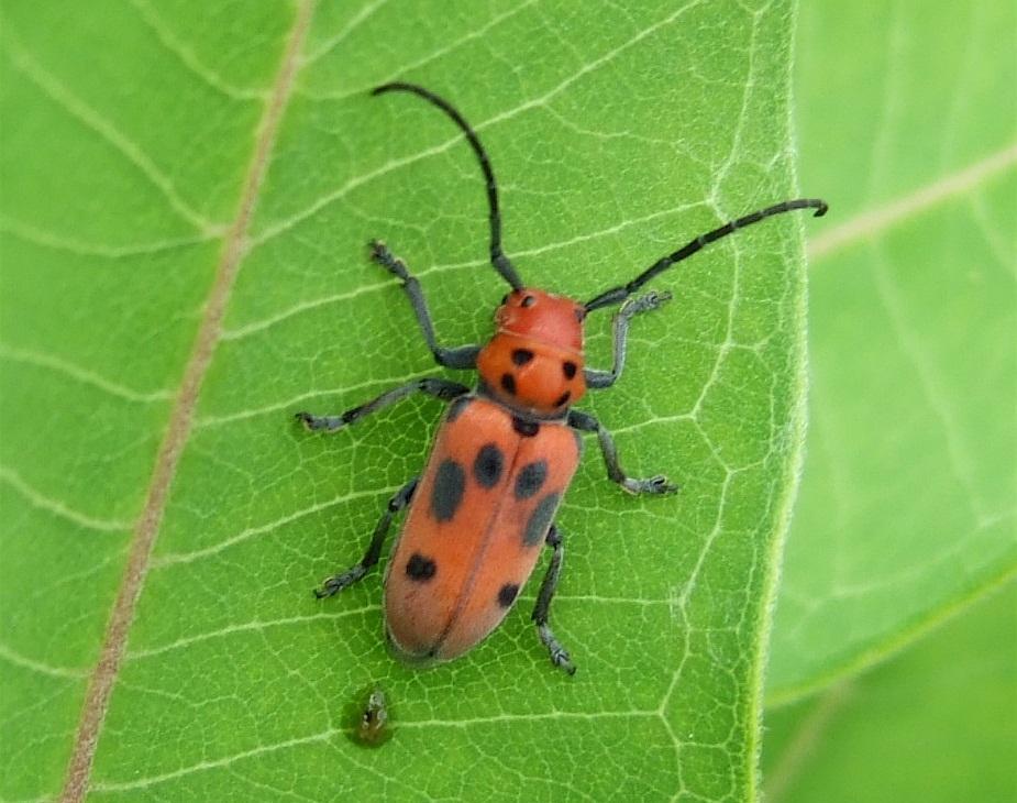 Red Milkweed Beetle Identification, Life Cycle, Facts & Pictures