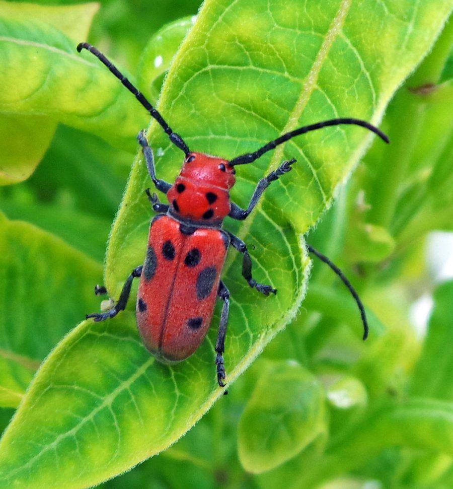 Red Milkweed Beetle Identification, Life Cycle, Facts & Pictures