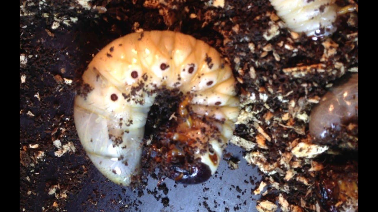 Atlas Beetle Identification, Life Cycle, Facts & Pictures