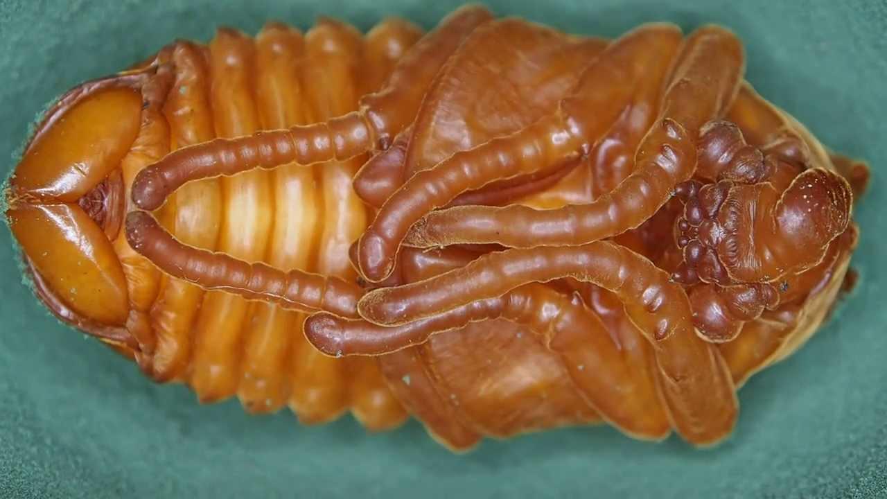 Atlas Beetle Identification, Life Cycle, Facts & Pictures