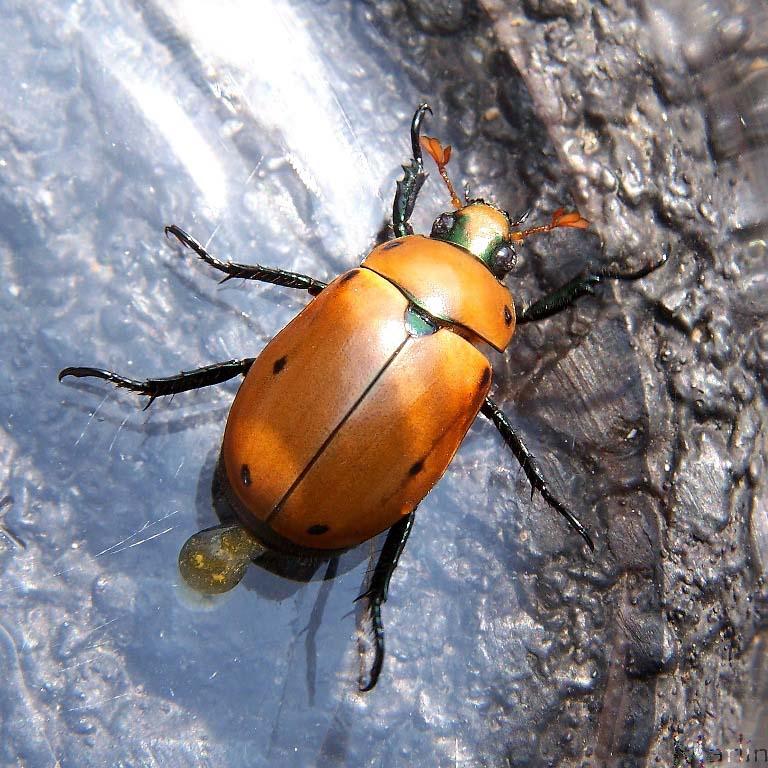 Grapevine Beetle Identification, Life Cycle, Facts & Pictures