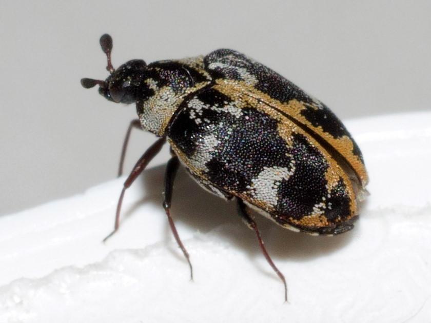 Common Carpet Beetle Identification, Life Cycle, Facts & Pictures