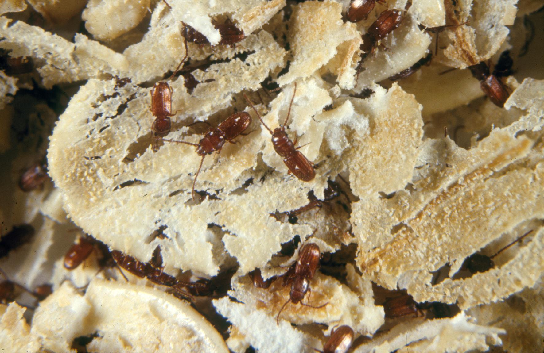 Flat grain Beetle Identification, Life Cycle, Facts & Pictures