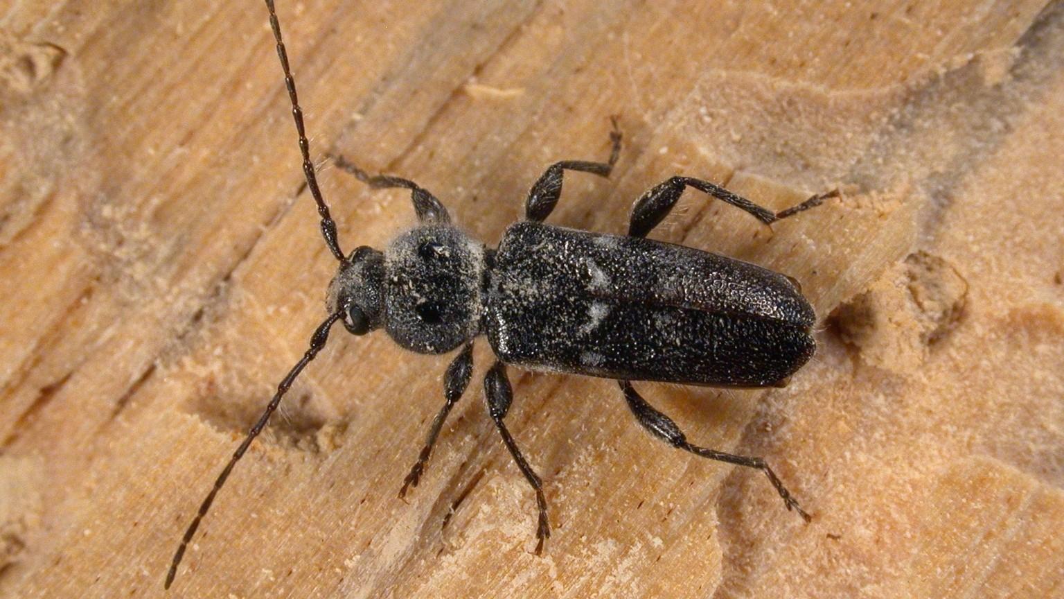 Wood Boring Beetles Life Cycle at Augusta Perez blog