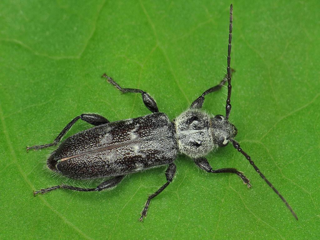 Old House Borer Beetle Identification, Life Cycle, Facts & Pictures