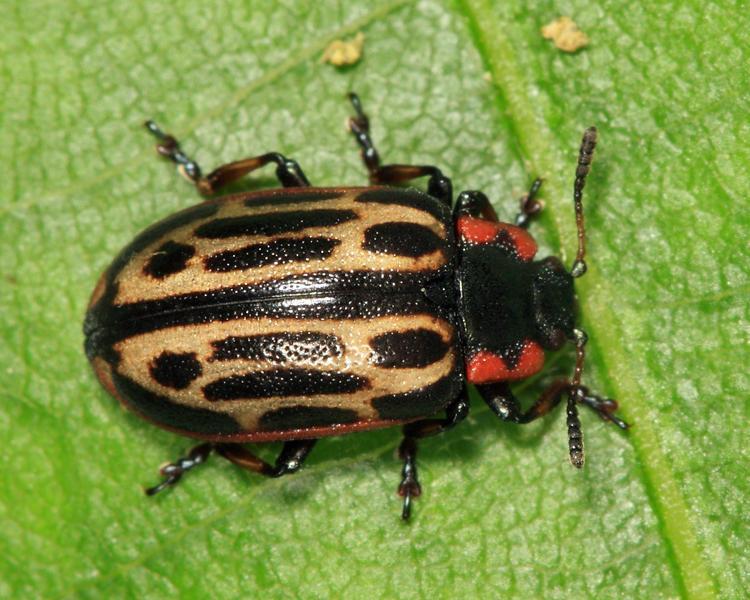 Cottonwood Leaf Beetle Identification, Life Cycle, Facts & Pictures