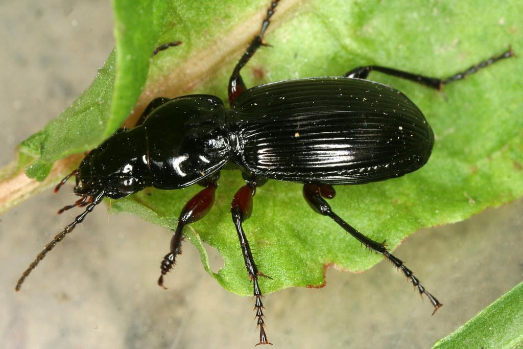 Black Clock Beetle Identification, Life Cycle, Facts & Pictures