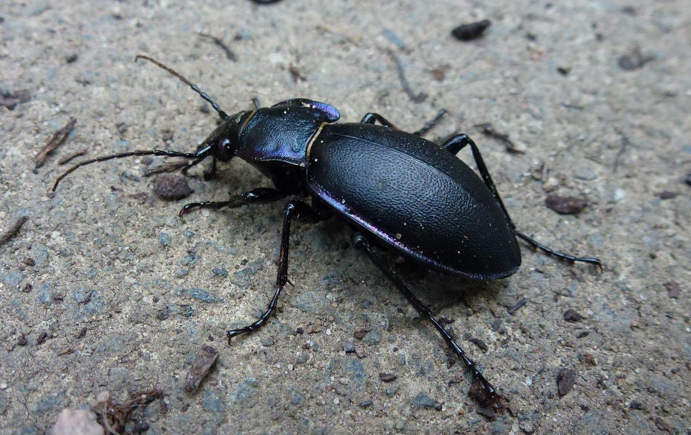 Violet Ground Beetle Identification, Life Cycle, Facts & Pictures