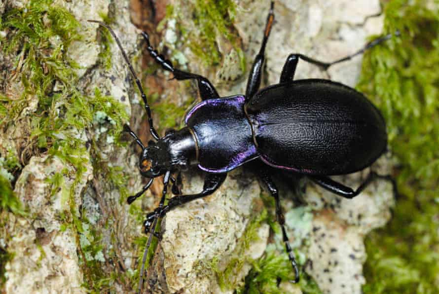 Violet Ground Beetle Identification, Life Cycle, Facts & Pictures