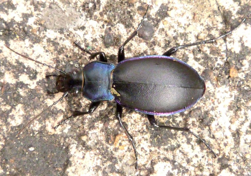 Violet Ground Beetle Identification, Life Cycle, Facts & Pictures