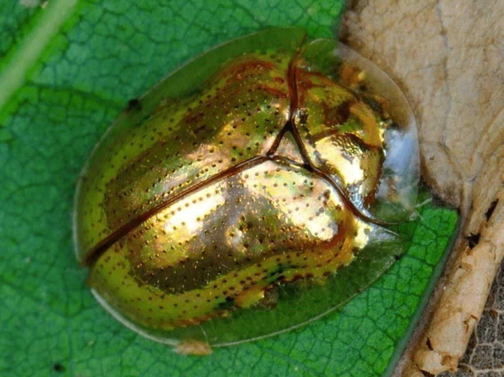 Golden Tortoise Beetle Identification, Life Cycle, Facts & Pictures