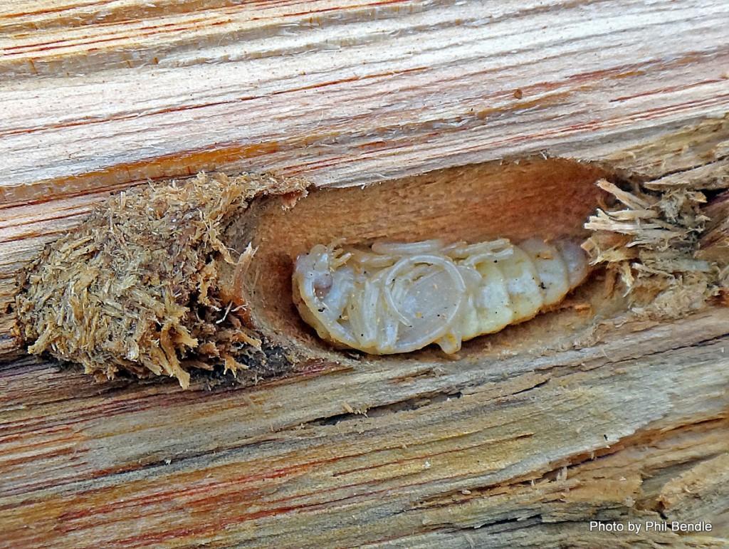 Huhu beetle Identification, Life Cycle, Facts & Pictures