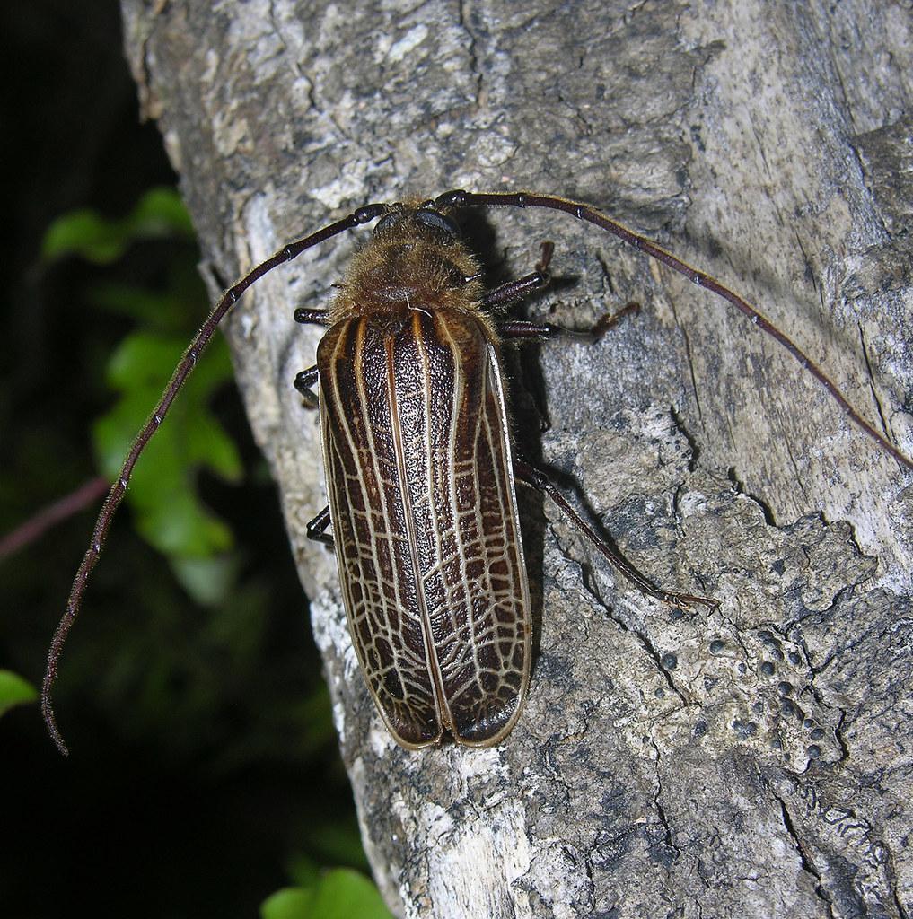 Huhu beetle Identification, Life Cycle, Facts & Pictures