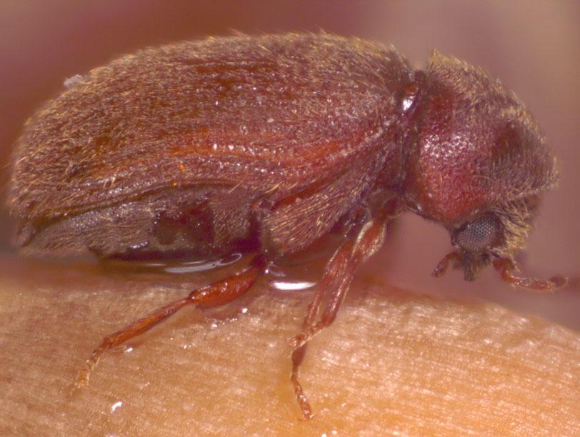 Australian Spider Beetle Identification, Life Cycle, Facts & Pictures