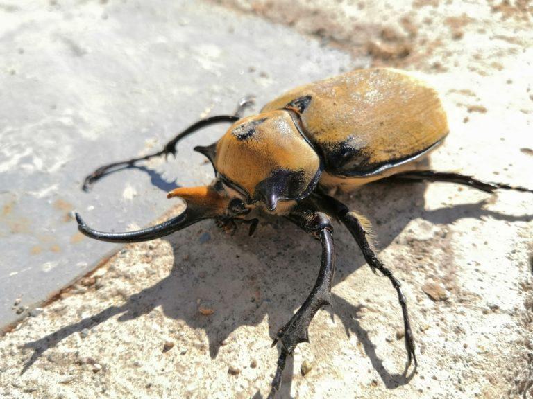 Elephant Beetle Identification, Life Cycle, Facts & Pictures